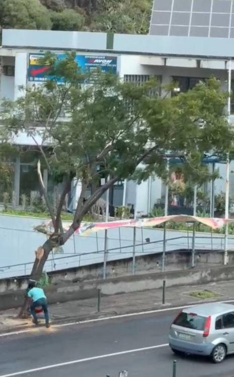 Corte de árvore gera indignação