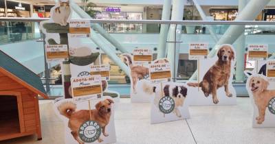 Campanha de adoção de animais nos centros comerciais