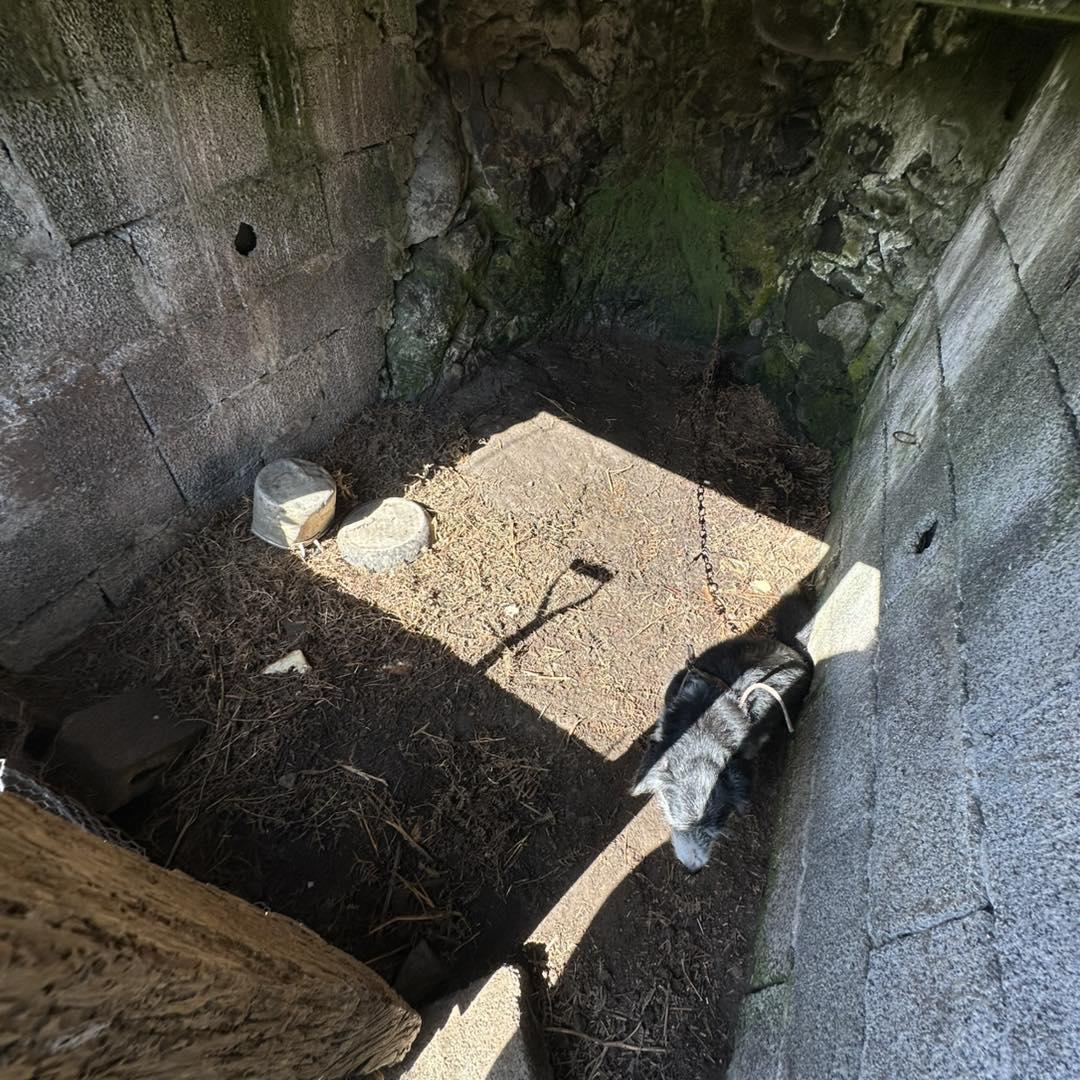 Associação resgata cão acorrentado