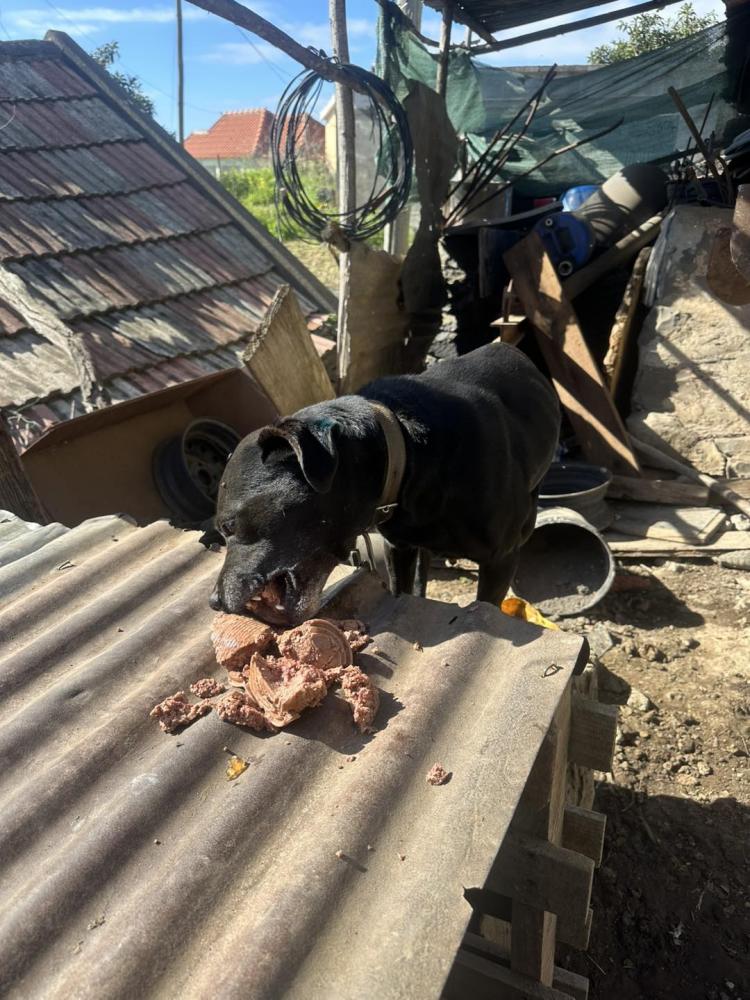 Associação inspeciona sete casas e encontra 19 cães maltratados (com fotos)