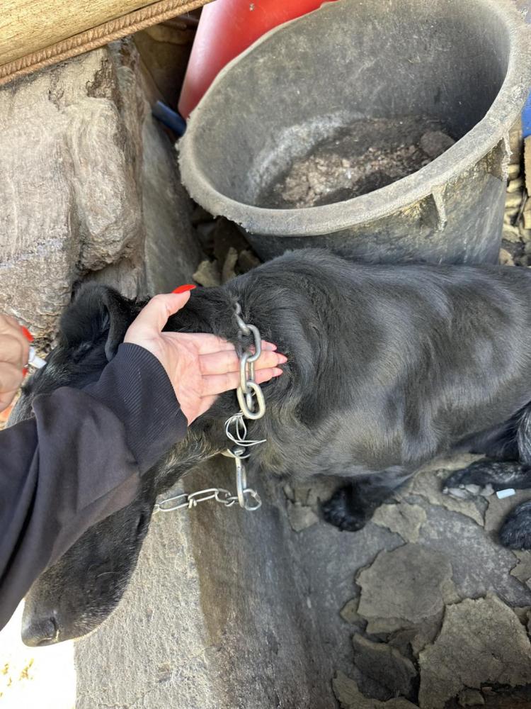 Associação inspeciona sete casas e encontra 19 cães maltratados (com fotos)