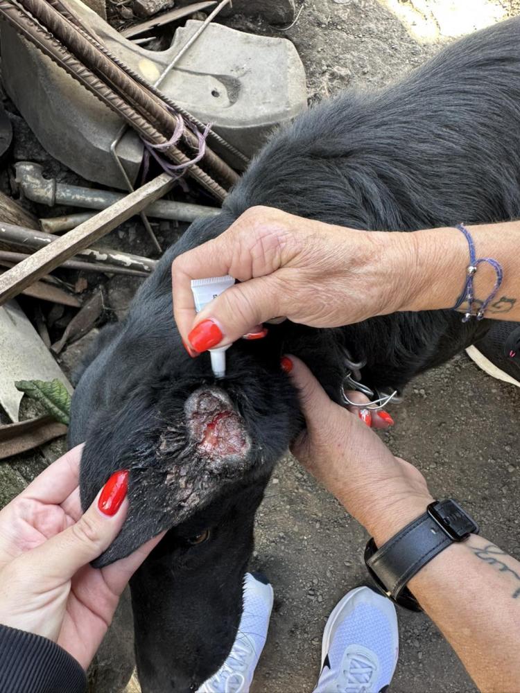 Associação inspeciona sete casas e encontra 19 cães maltratados (com fotos)