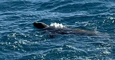Lobo marinho avistado no Porto Novo