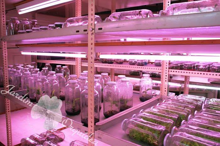 Perdidos e Achados: Um paraíso de orquídeas raras levado pelas chamas