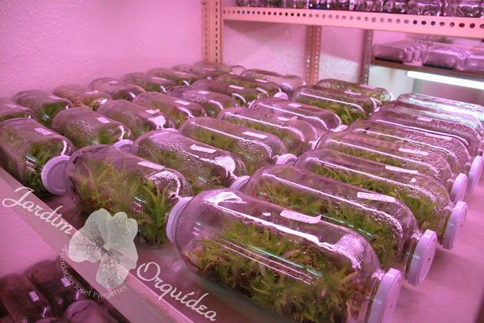 Perdidos e Achados: Um paraíso de orquídeas raras levado pelas chamas