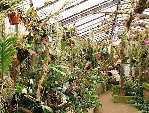 Perdidos e Achados: Um paraíso de orquídeas raras levado pelas chamas