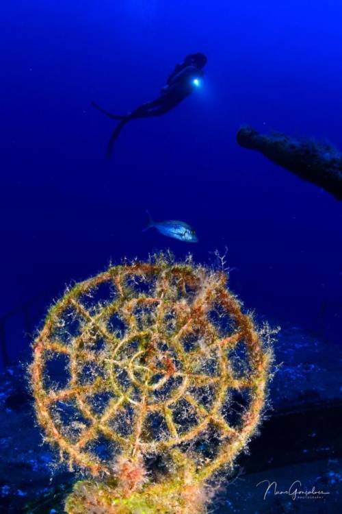 Já são conhecidos os vencedores do III Madeira Underwater Photo &amp; Video