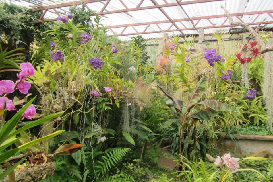 Perdidos e Achados: Um paraíso de orquídeas raras levado pelas chamas