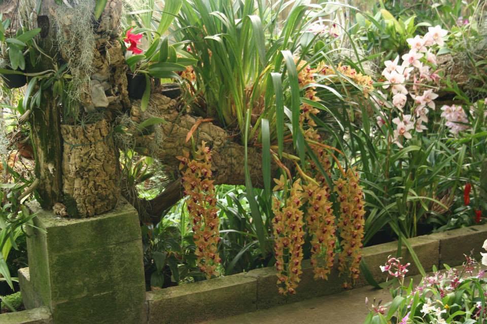 Perdidos e Achados: Um paraíso de orquídeas raras levado pelas chamas