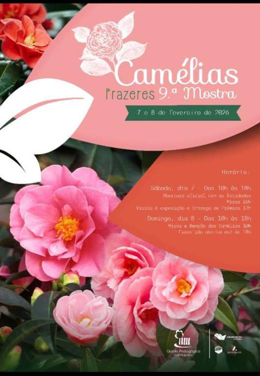 Mostra das camélias dos prazeres antecipada para hoje