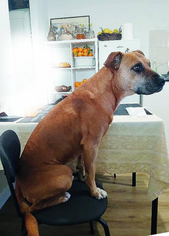 Família impedida de regressar com a companhia do seu cão