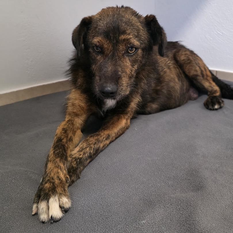 Associação resgata cadela a poucos dias de dar à luz