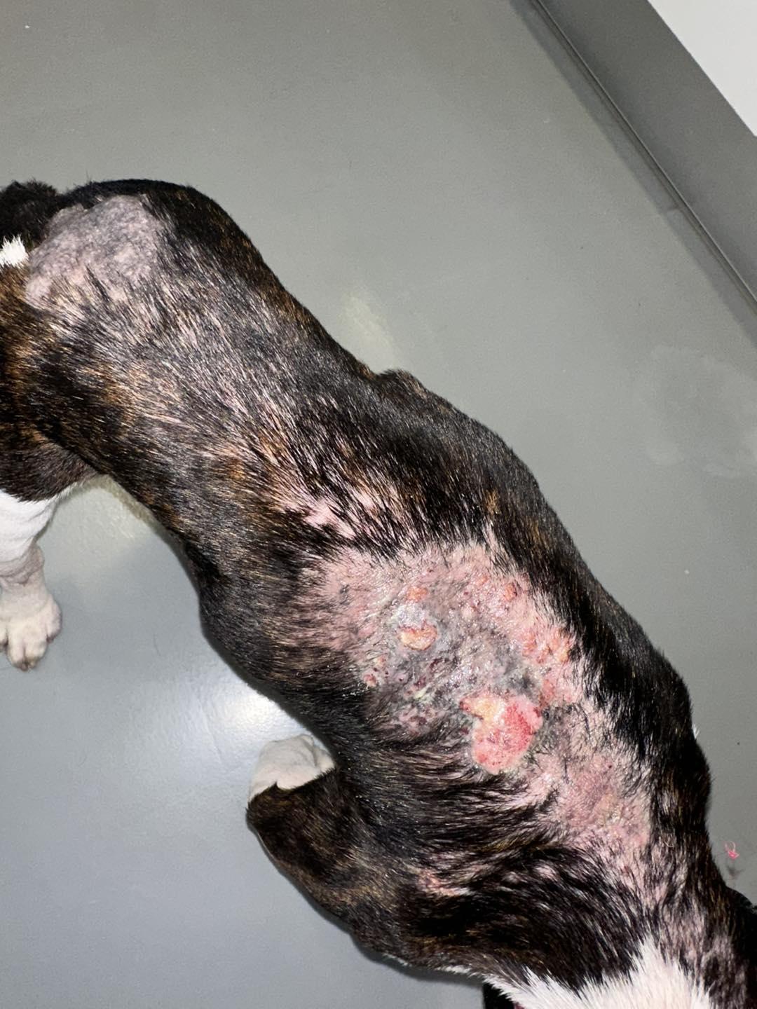 Associação resgata cadela “em estado deplorável” (com fotos)