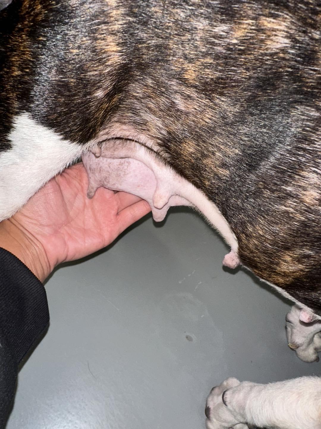 Associação resgata cadela “em estado deplorável” (com fotos)