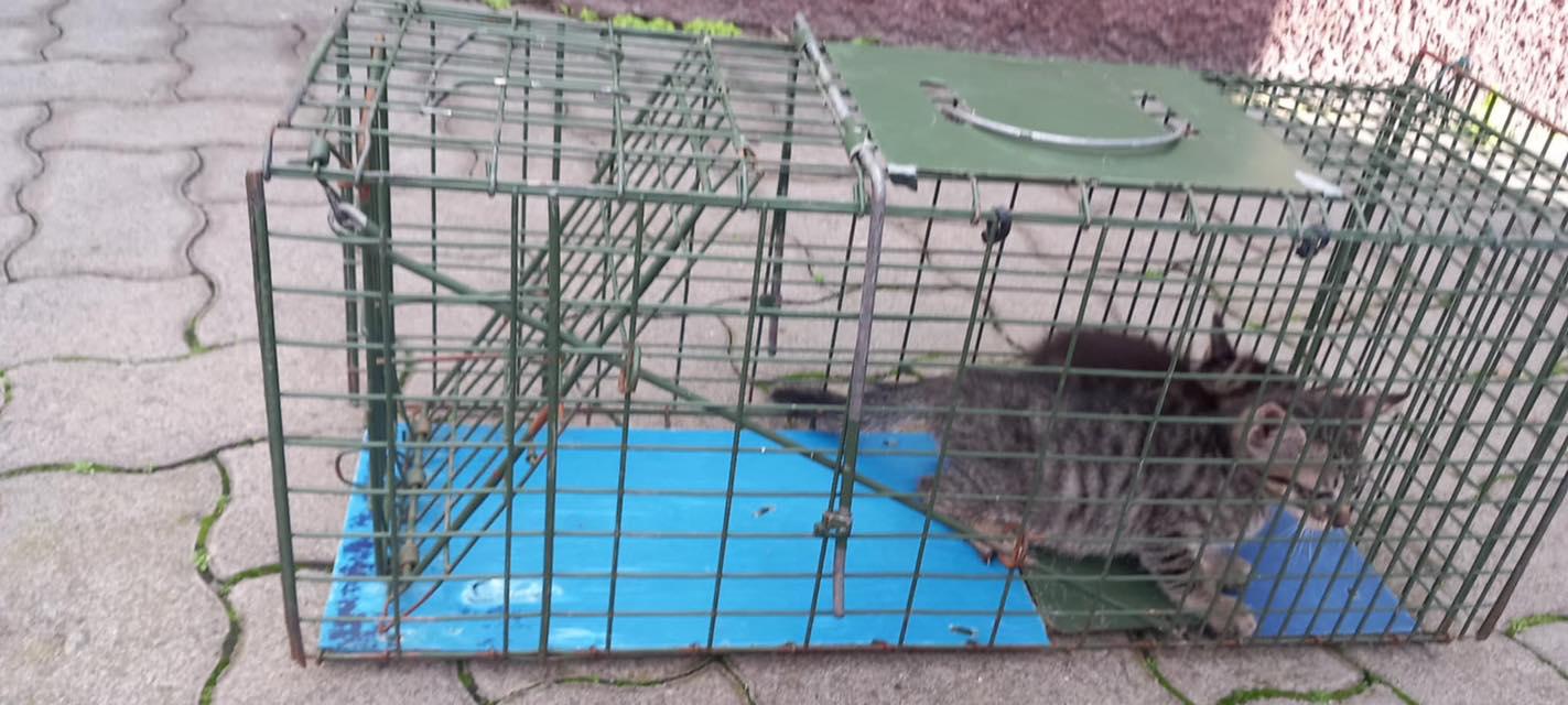 CRO de Santa Cruz resgata nova ninhada de gatos abandonados