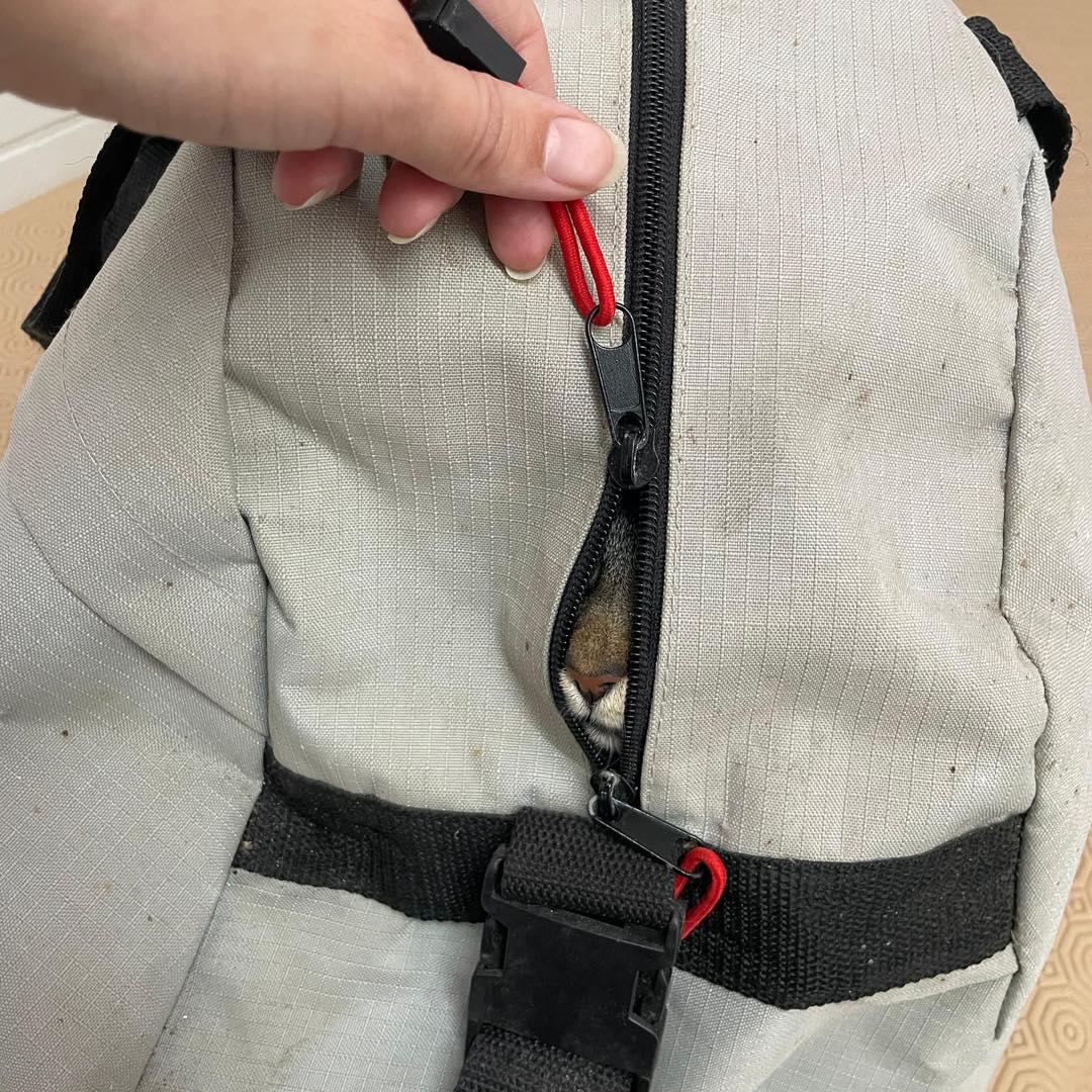 Gata abandonada à porta de associação no Funchal acaba ferida (com fotos)