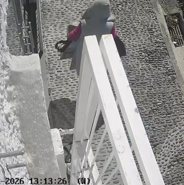 Gata abandonada à porta de associação no Funchal acaba ferida (com fotos)
