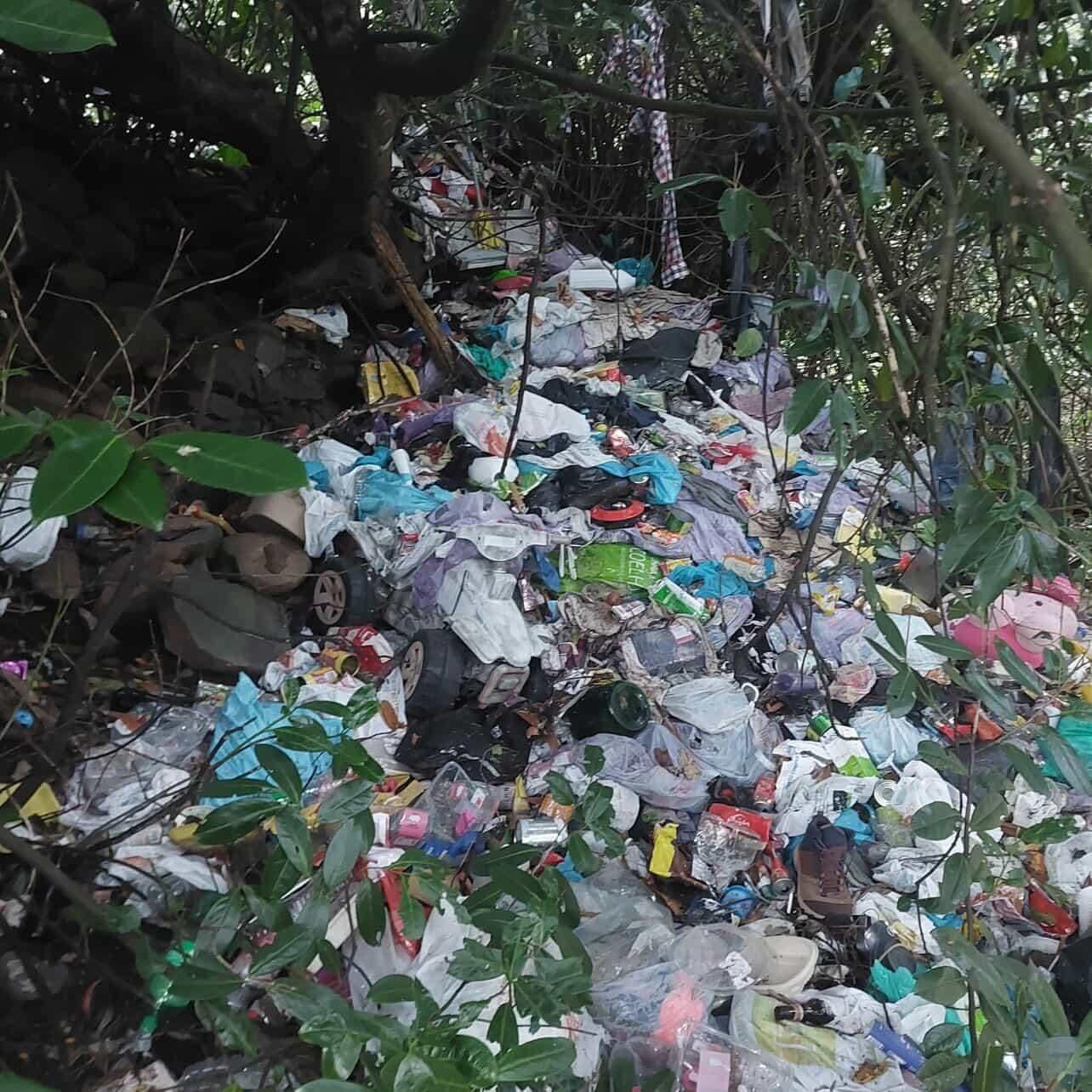 Cão resgatado na Camacha depois de viver acorrentado junto a animal morto (com fotos)