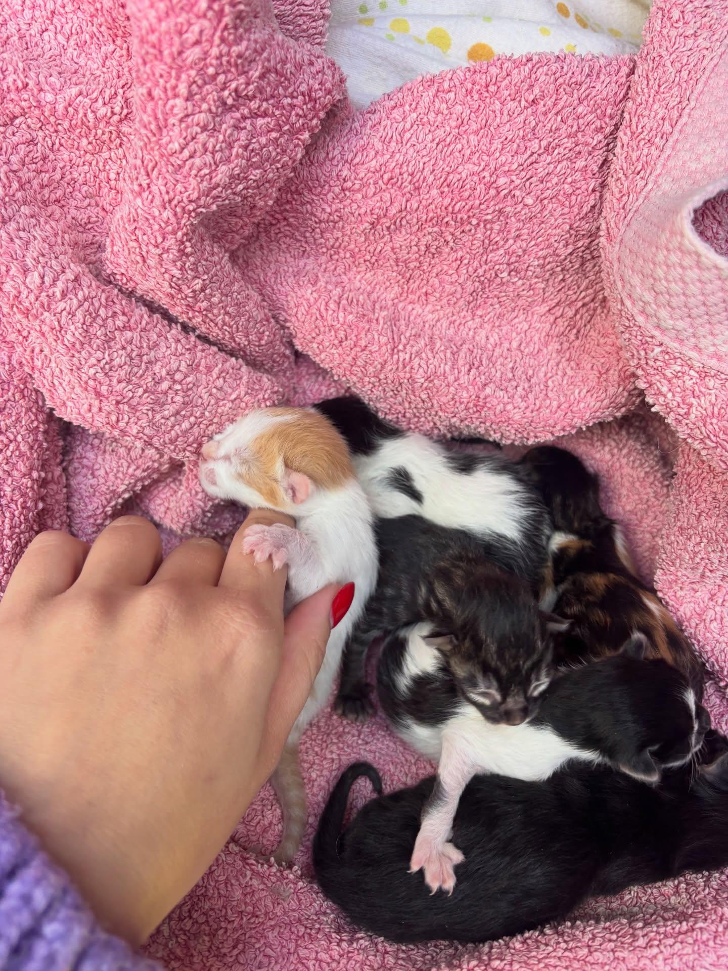 CRO de Santa Cruz resgata ninhada de gatos recém-nascidos no Garajau