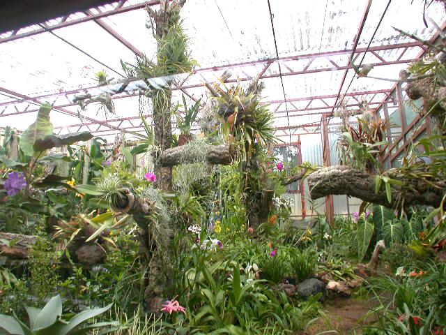 Perdidos e Achados: Um paraíso de orquídeas raras levado pelas chamas