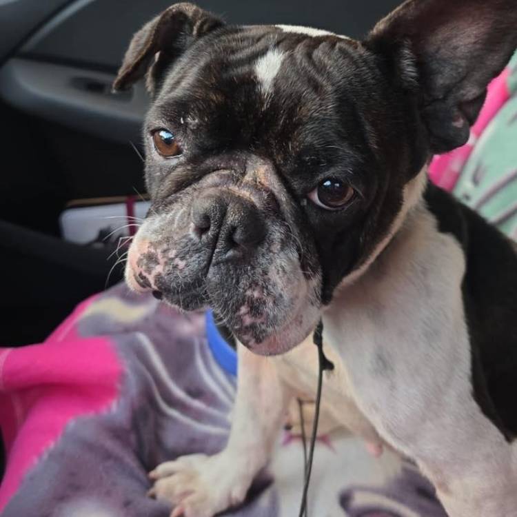 Associação resgata cadela “em estado deplorável” (com fotos)