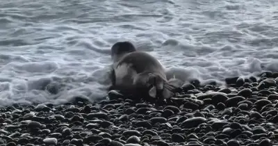Foi avistado um lobo-marinho esta semana na Praia Formosa.
