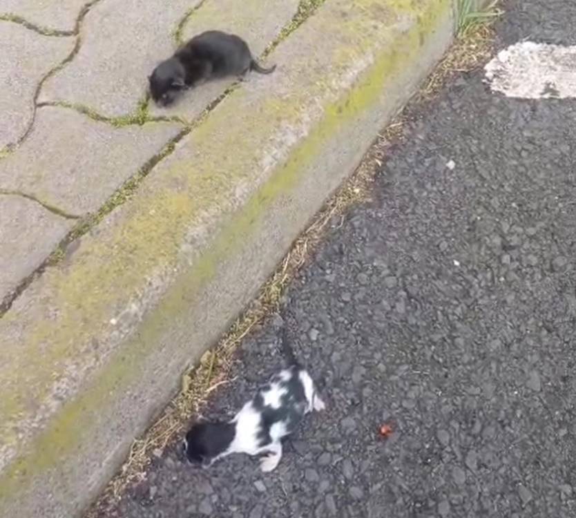 CRO de Santa Cruz resgata ninhada de gatos recém-nascidos no Garajau