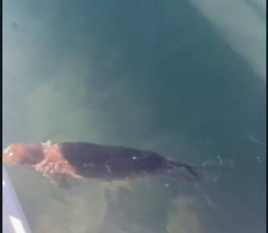 Lobo Marinho avistado na doca junto à Praça do Povo (com vídeo)