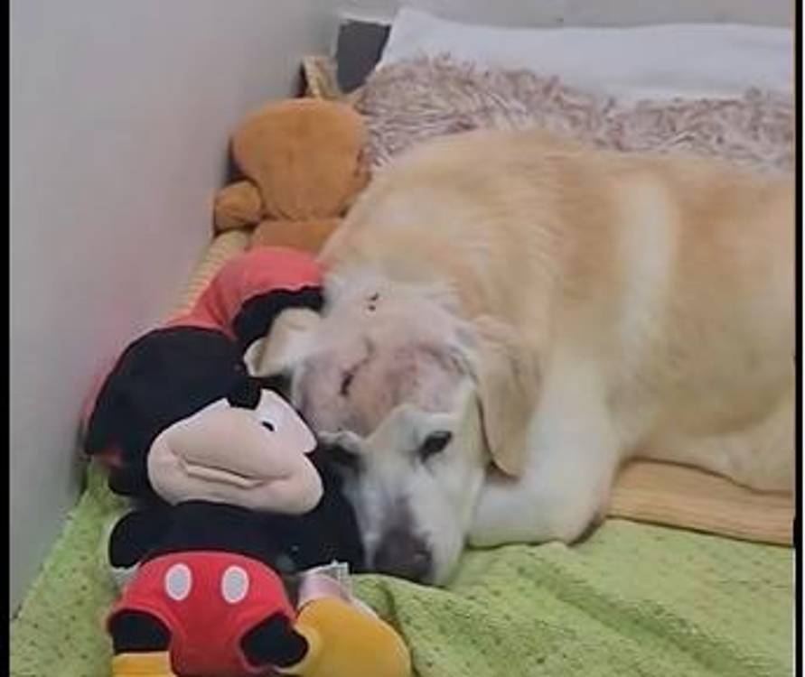 PTP questiona papel do Provedor do Animal e do MP no caso de cão agredido