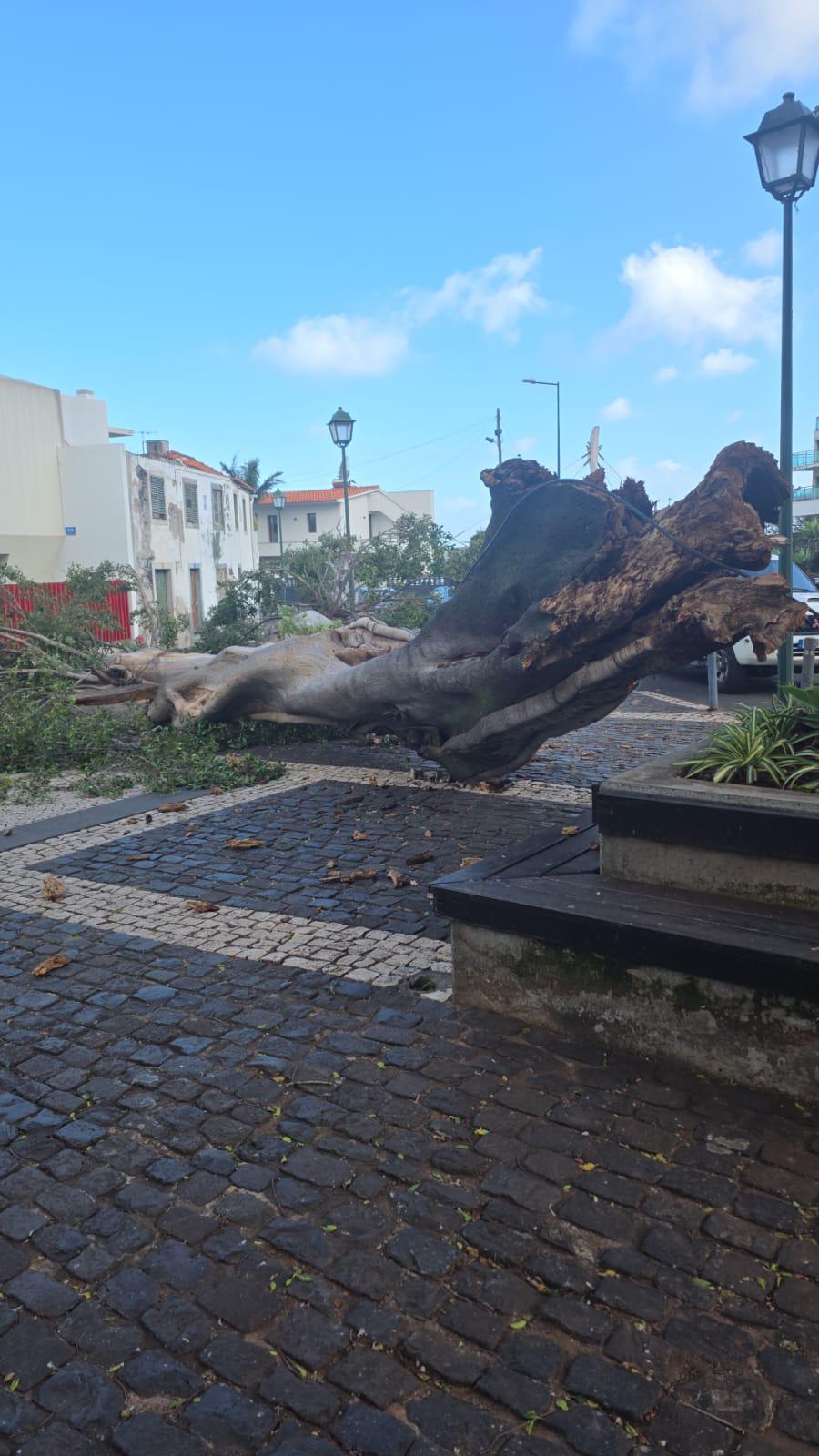 Vento derruba árvore de grande porte junto à Capela dos Milagres (com fotos)