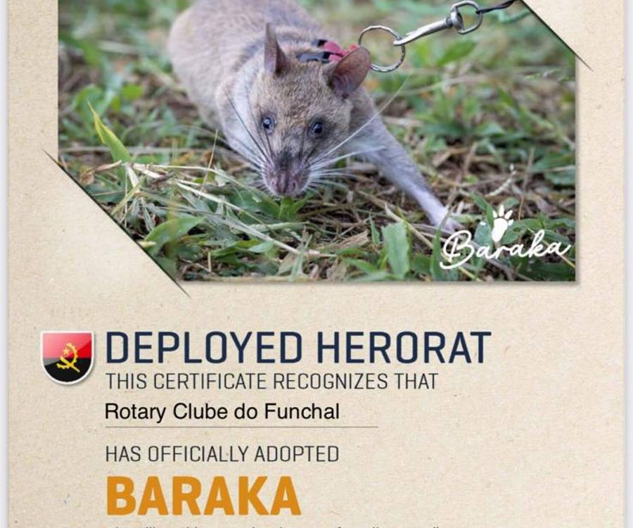 Rotary Clube do Funchal adopta rato detetor de minas em Angola