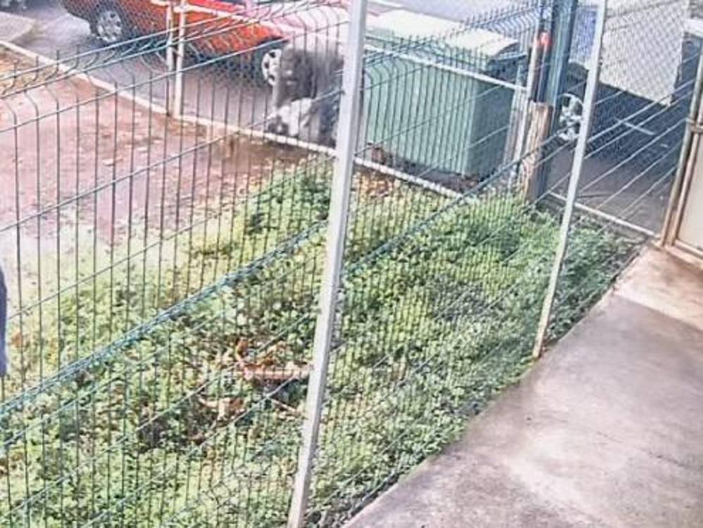 Homem abandona duas cadelas à porta de instituição em plena luz do dia (com vídeo)