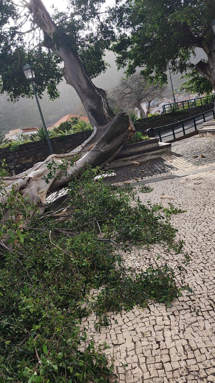 Vento derruba árvore de grande porte junto à Capela dos Milagres (com fotos)