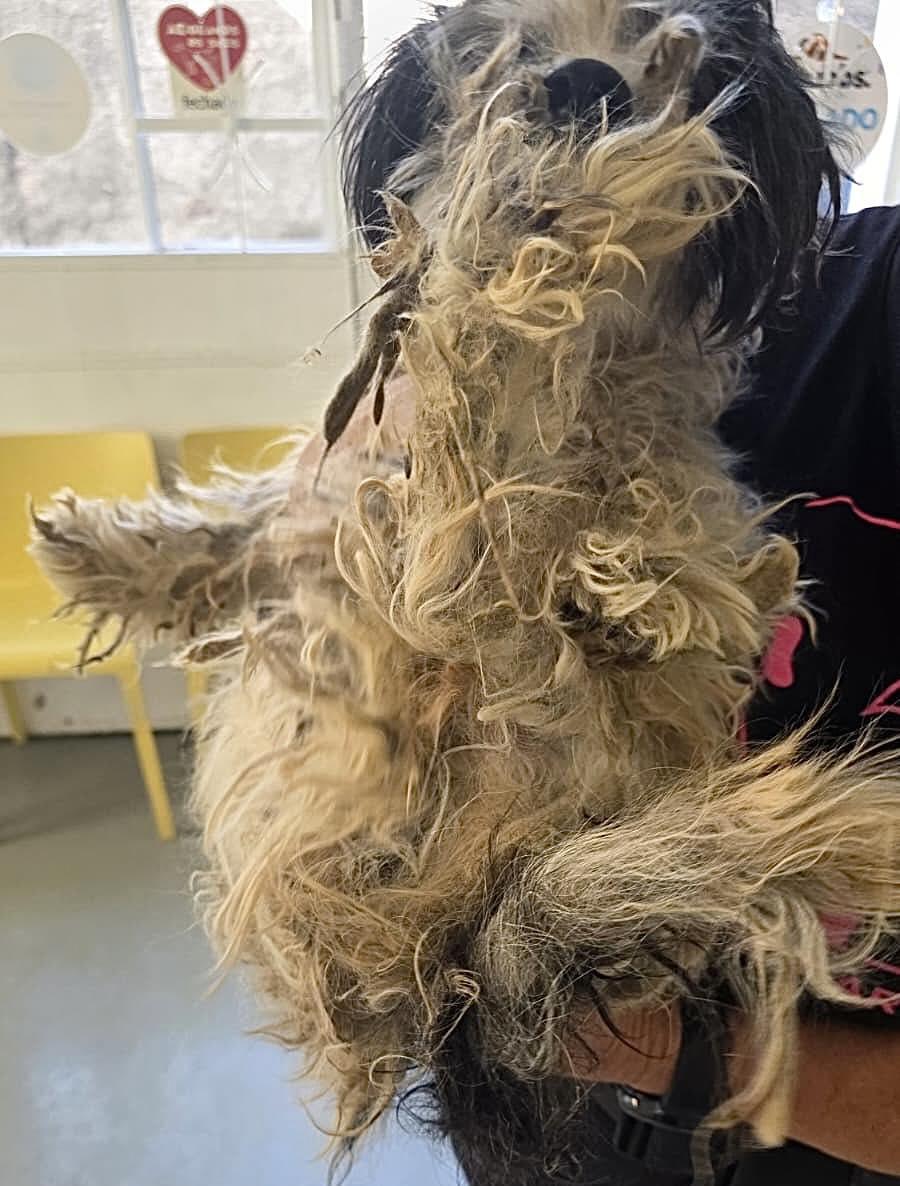 Voluntária agredida enquanto resgatava cães na Ponta do Sol