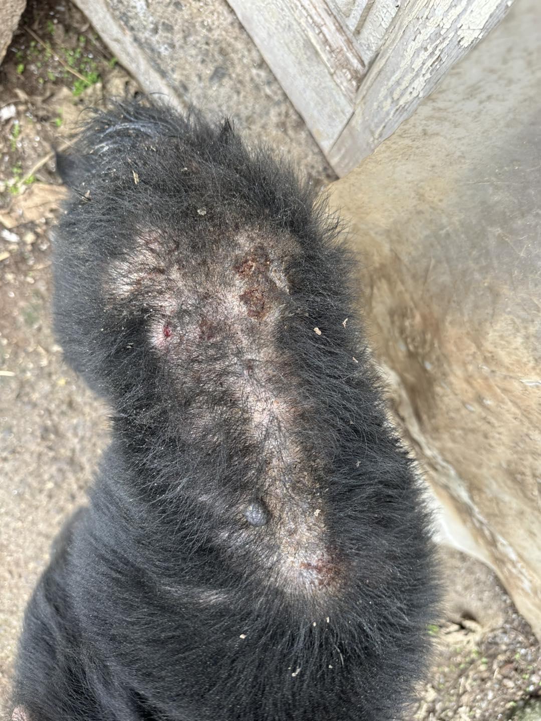 Voluntária agredida enquanto resgatava cães na Ponta do Sol
