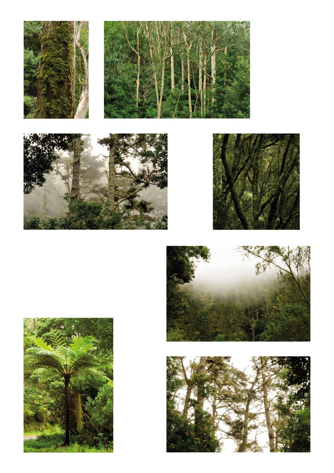 ‘Around Here’ revela olhar íntimo de artista polaca sobre a Madeira