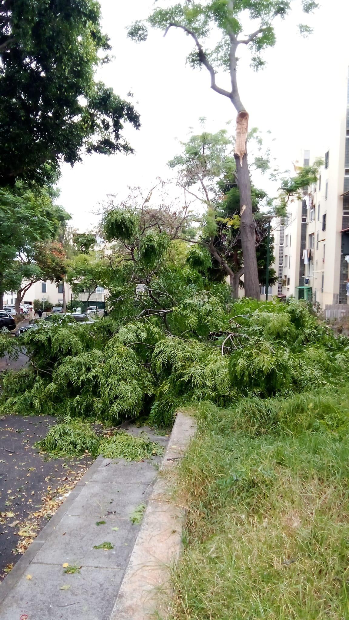 Galho ficou a obstruir a via pública.