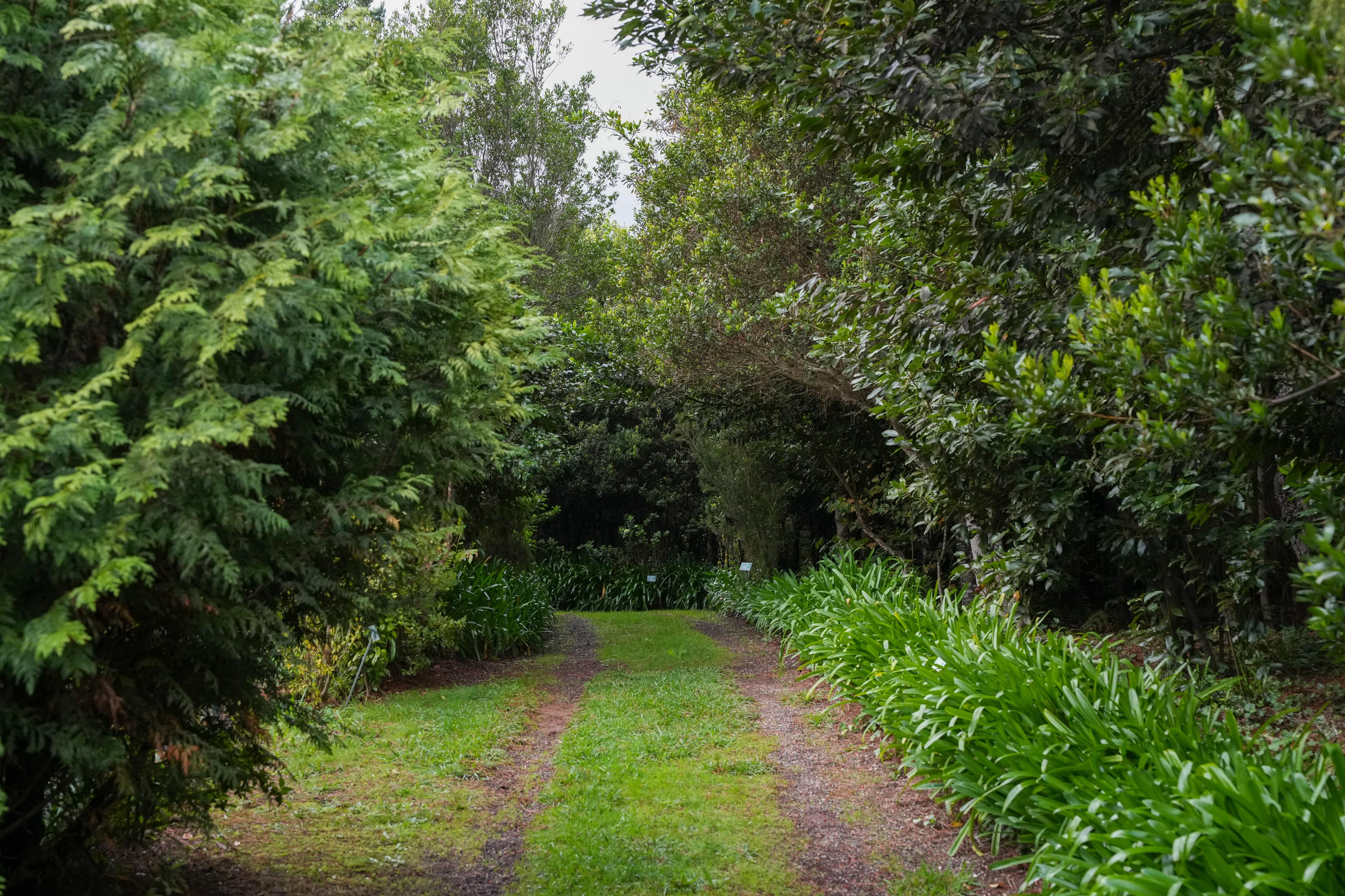 Antes e Depois: Voluntários cumprem a missão de recuperar floresta Laurissilva