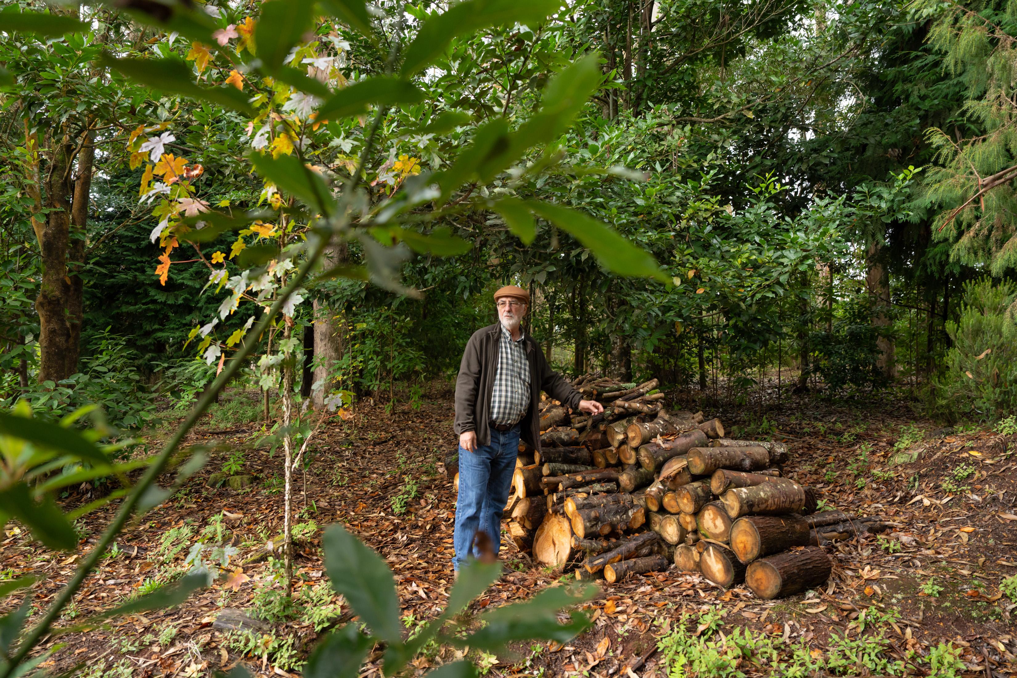 Antes e Depois: Voluntários cumprem a missão de recuperar floresta Laurissilva