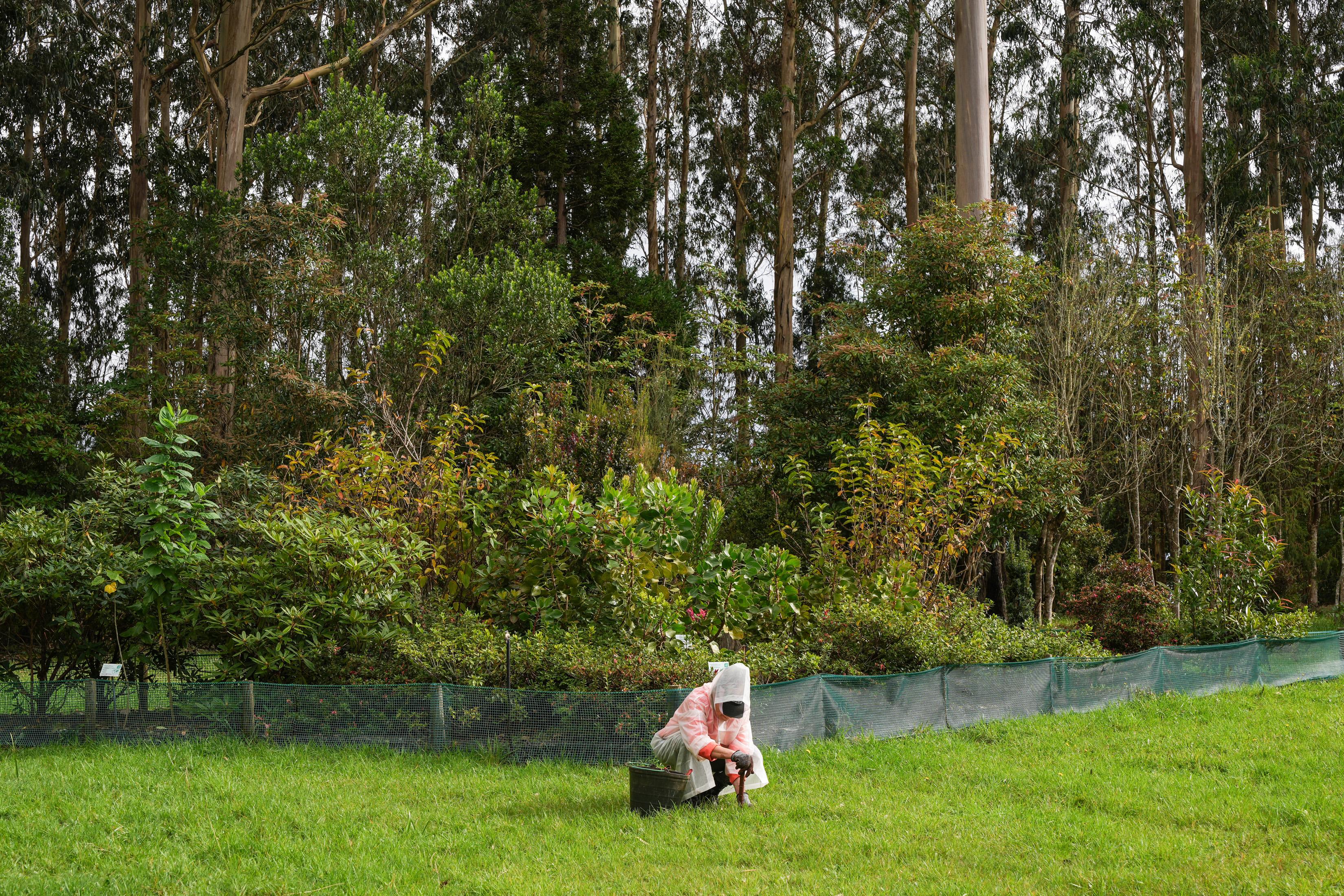 Antes e Depois: Voluntários cumprem a missão de recuperar floresta Laurissilva
