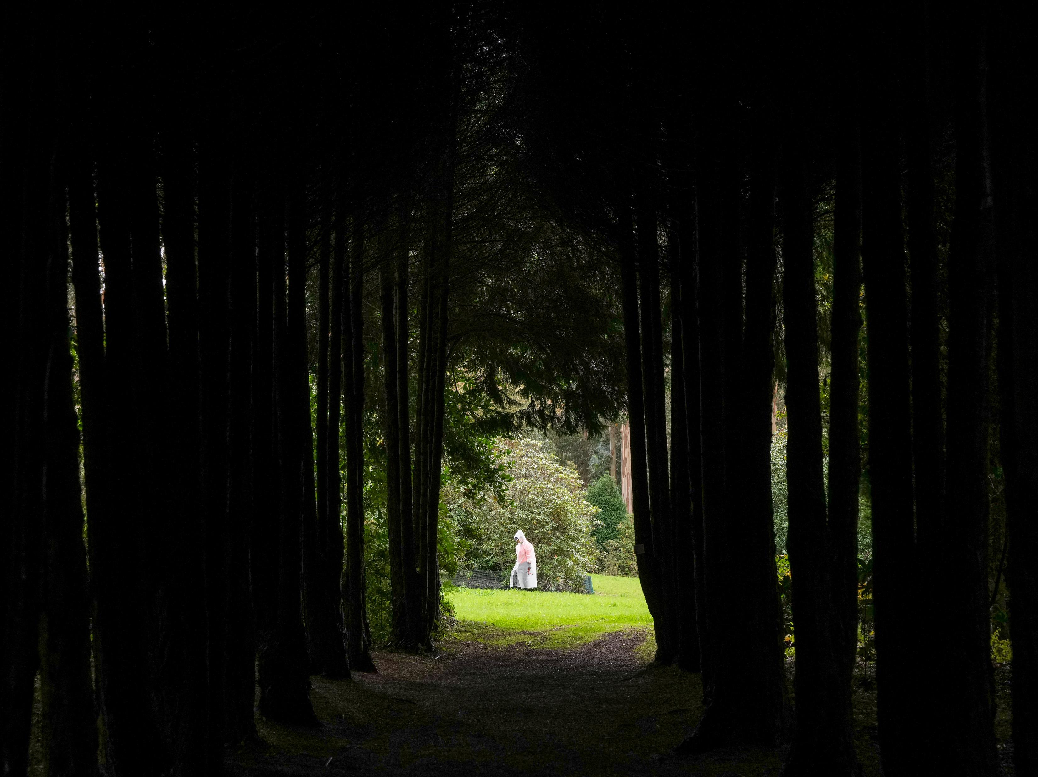 Antes e Depois: Voluntários cumprem a missão de recuperar floresta Laurissilva