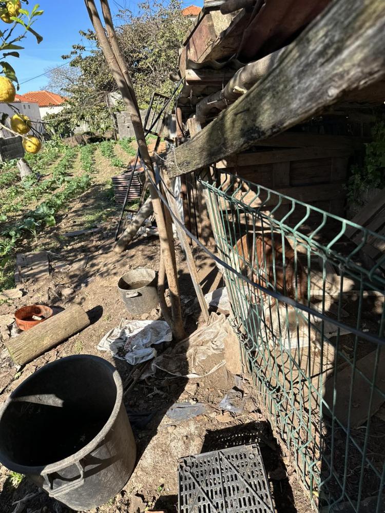 Animal vivia em condições deploráveis.