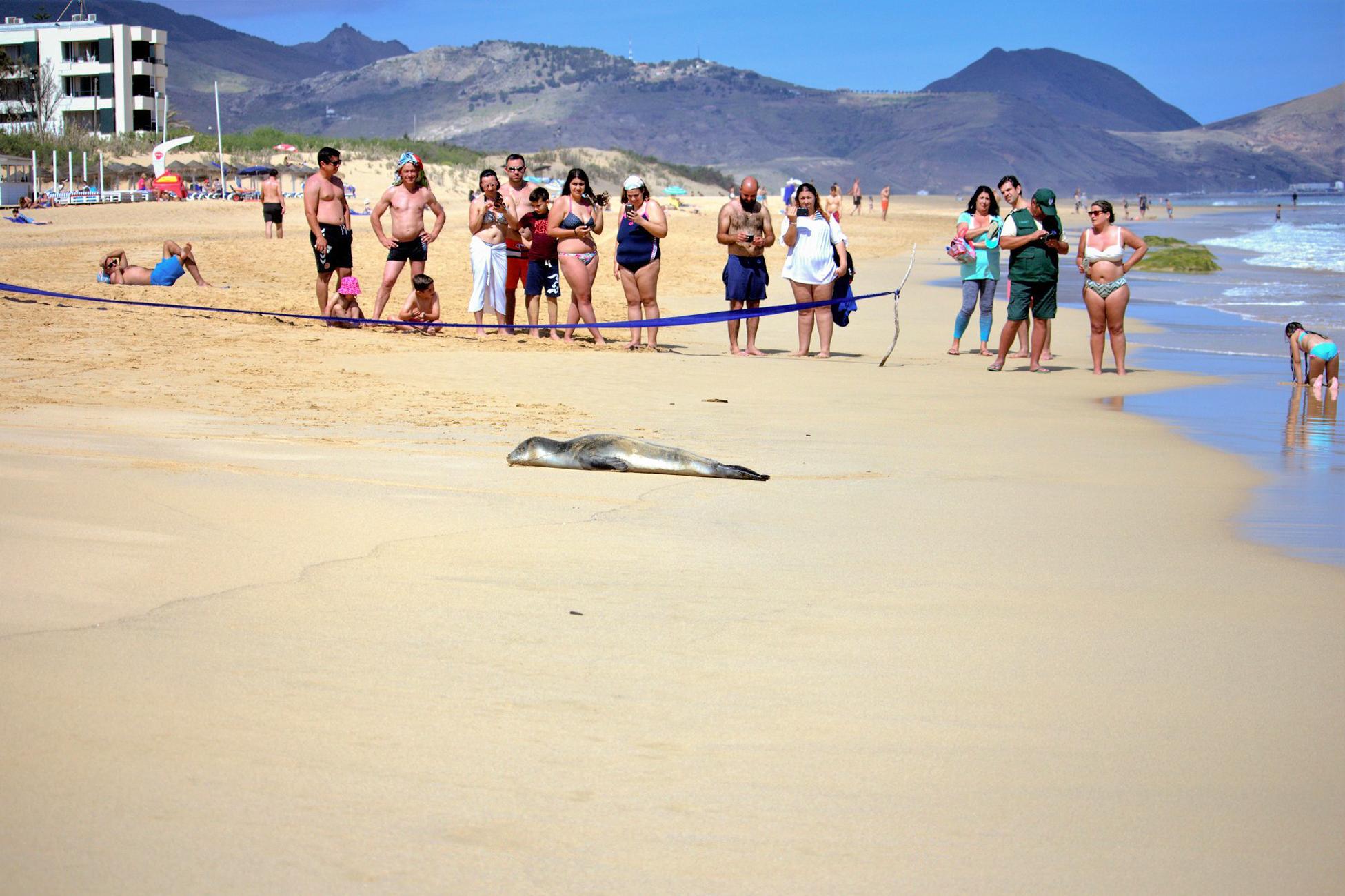 Sem rasto da Profeta que fez parar a praia