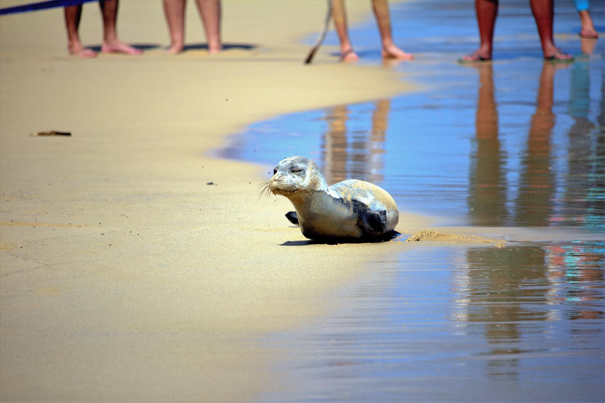 Sem rasto da Profeta que fez parar a praia