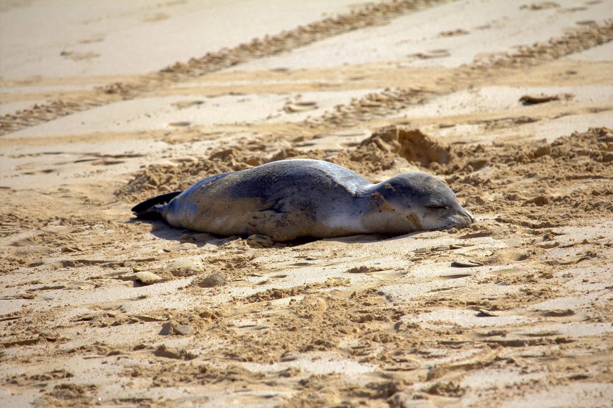 Sem rasto da Profeta que fez parar a praia