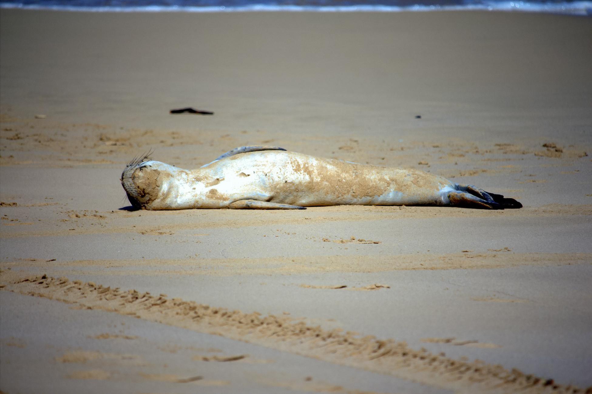 Sem rasto da Profeta que fez parar a praia