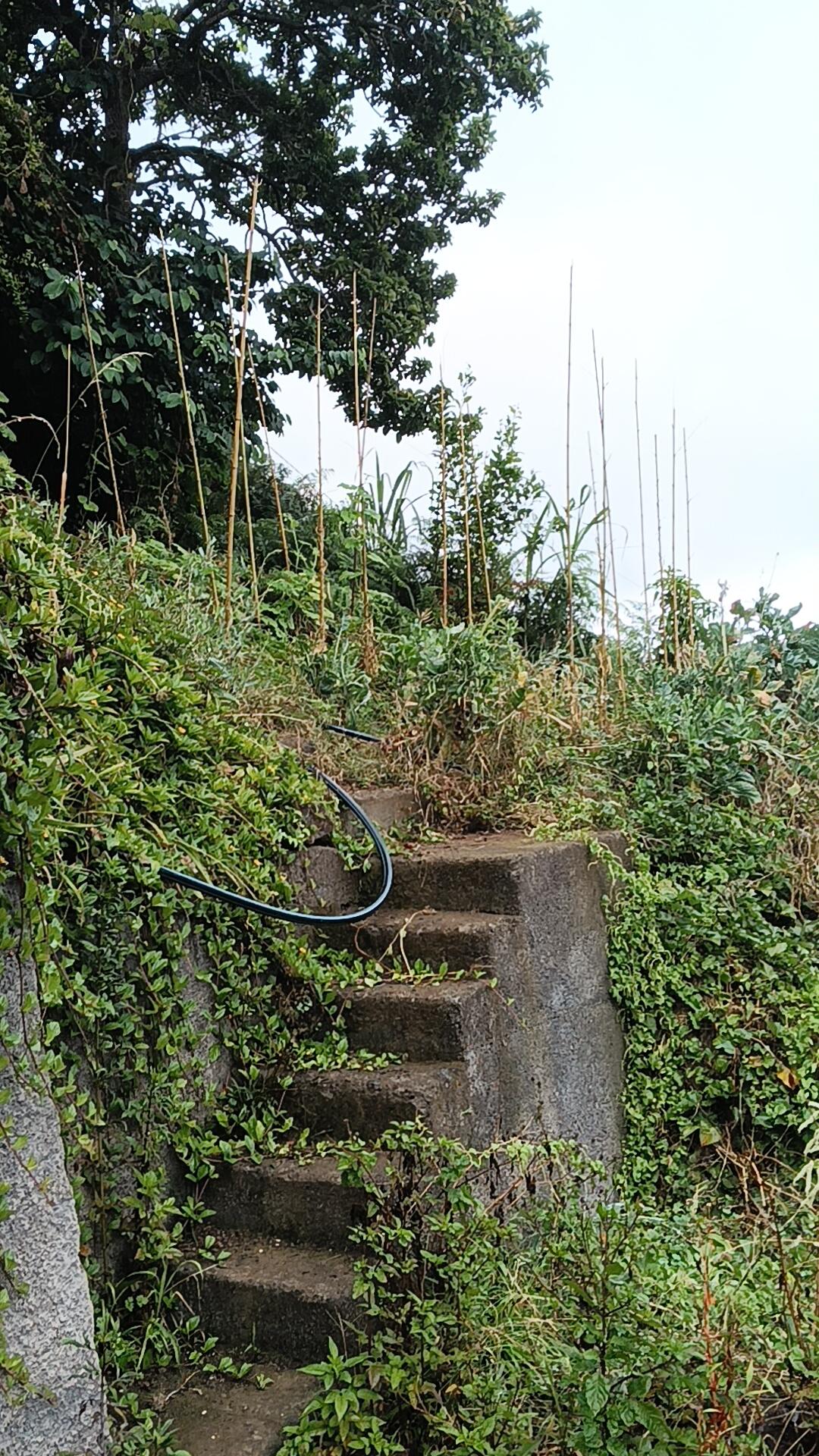 CDU denuncia falta de limpeza em estradas e veredas do Porto da Cruz