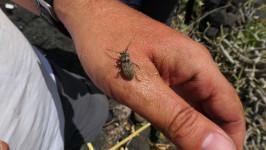 Escaravelho longicórnio Deucalion oceanicum