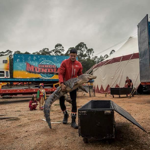 Artistas do Circo Mundial recordam o tempo dos animais (com fotos)