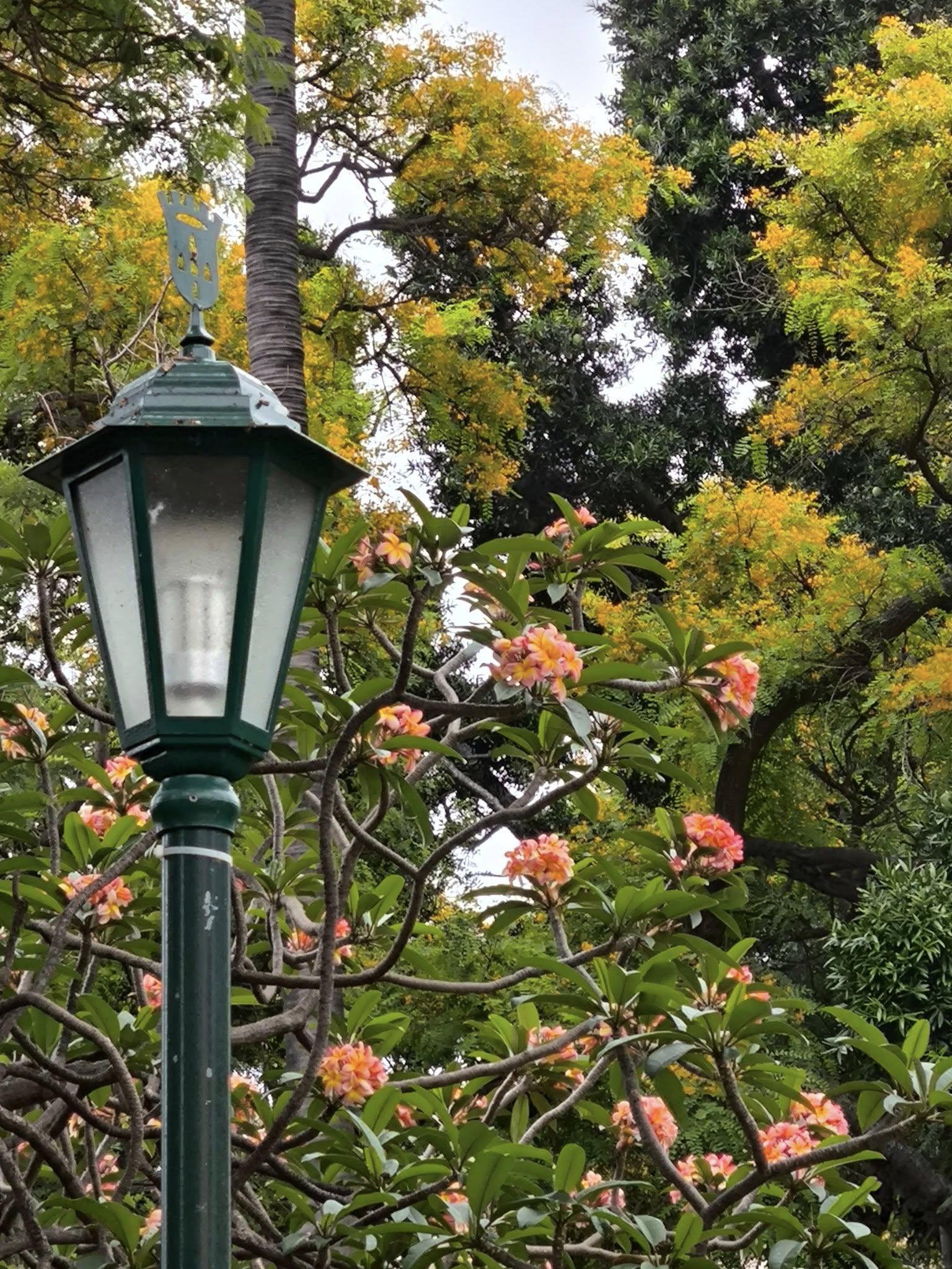Raimundo Quintal elogia beleza Jardim Municipal do Funchal